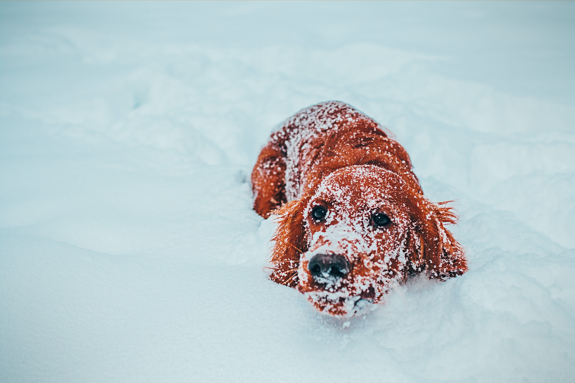Фантастическая собака на снегу