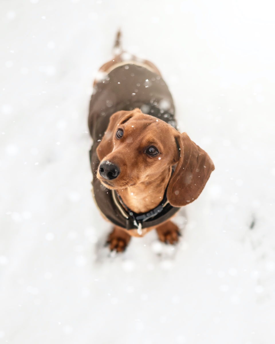 уход за собакой зимой лапки подушечки снег