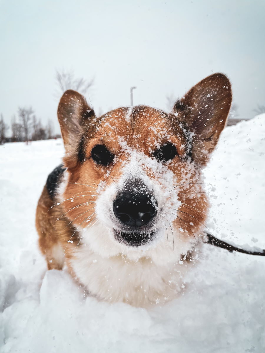 уход за собакой зимой снег лапки