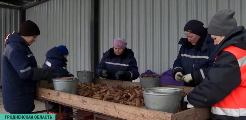 Зима - время сбора урожая. Как в Гродненской области выращивают шишки для всей Беларуси