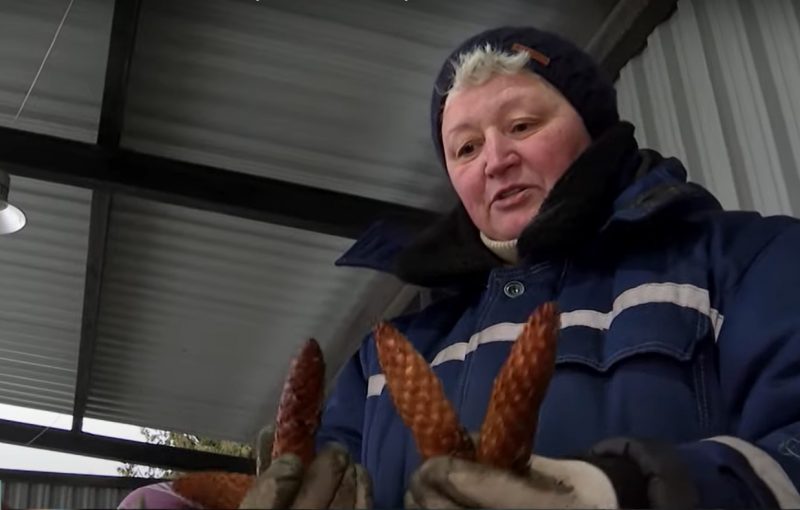 Зима - время сбора урожая. Как в Гродненской области выращивают шишки для всей Беларуси