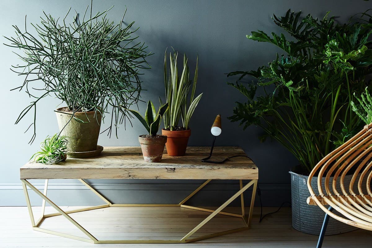 10 комнатных растений, которые принесут любовь в твой дом