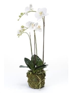 Орхидея Фаленопсис с землёй и мхом 70 (искусственная) Nieuwkoop Europe