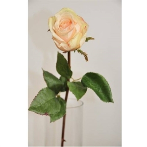 Роза кремовая (искусственная) GL
