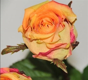 Роза оранжевая (искусственная) GL