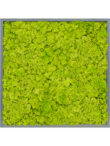 Картина из мха mdf ral 7016 satin gloss 100% reindeer moss (spring green)