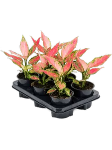 Аглаонема Cherry baby 30/12 см (Nieuwkoop Europe)