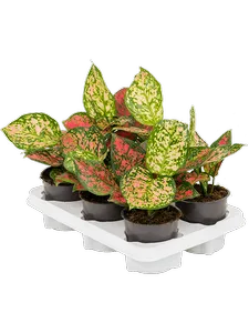 Аглаонема Сrimson love 6/tray 35/12 см (Nieuwkoop Europe)
