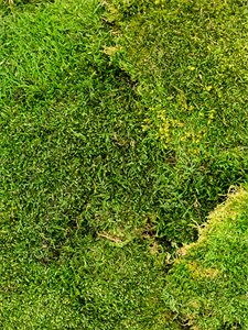 Стабилизированный мох Flat moss forest green (4 windowкоробка = ca 2 m2)