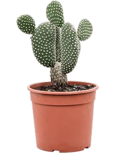 Опунция microdasys 'albispina' (Nieuwkoop Europe)