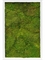 Картина из мха mdf ral 9010 satin gloss 100% flat moss 40/60 (искусственная) Nieuwkoop Europe - фото 14684
