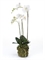 Орхидея Фаленопсис с землёй и мхом 70 (искусственная) Nieuwkoop Europe - фото 29467