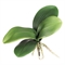 Фаленопсис листья с корнями  H15 см   (искусственная) GL - фото 30902