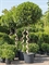 Лавровое дерево (Лавр Благородный) спираль 210/40 см (Nieuwkoop Europe) - фото 35530