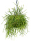 Рипсалис подвесной 25/60 см (Nieuwkoop Europe) - фото 40069