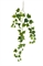 Английский плющ Олд Тэмпл ветка зелёная (искусственная) Treez Collection - фото 8090
