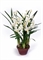 Орхидея Цимбидиум белая средняя в кашпо (искусственная) Treez Collection - фото 8126