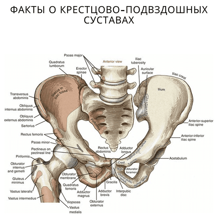 Крестцово подвздошное сочленение где находится фото на человеке