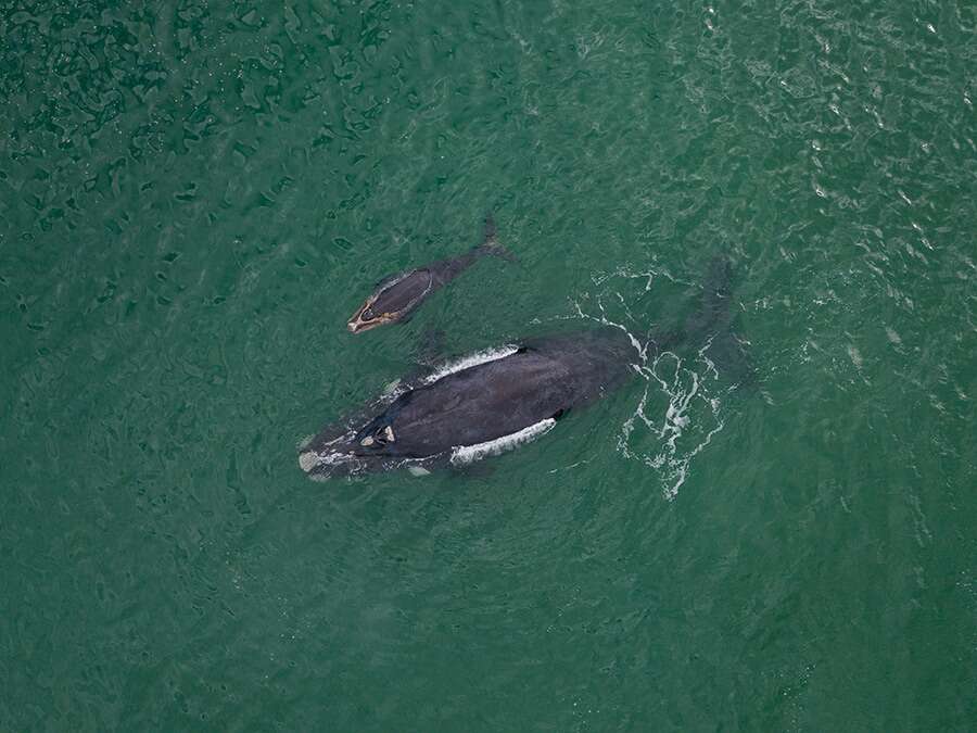 A mother and baby Southern Right whale swimming in the ocean