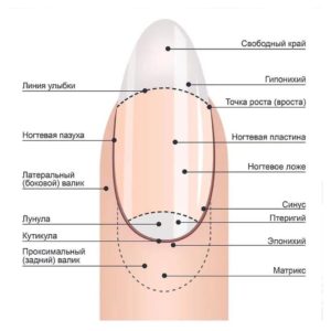 Почему мастер маникюра должен знать строение ногтей?