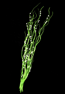 Ветвь саликса с жемчужинами (8шт/уп)              (L-80см) зелёная                    7695-450+650 оптом