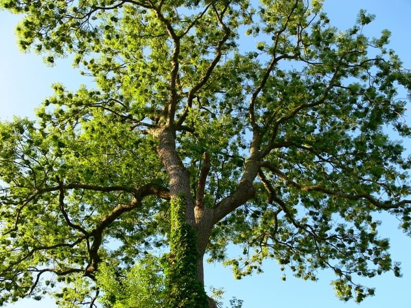 Ясень – дерево возрождения и обновления