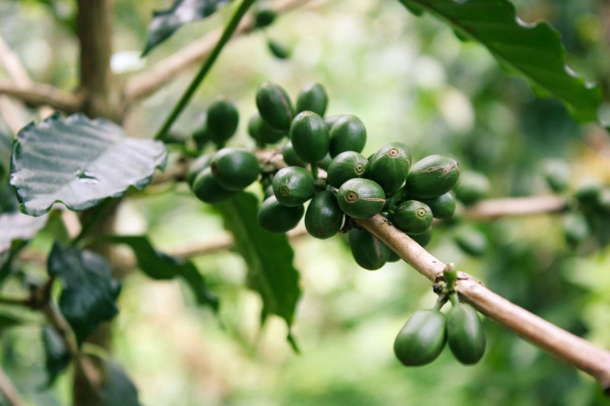 Деньги в зернах. Миллиардер Андрей Катков инвестировал в импорт кофе из Бразилии