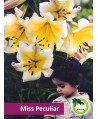 Lilia drzewiasta - Miss Peculiar