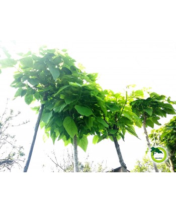 Katalpa bigoniowa "Nana" -...