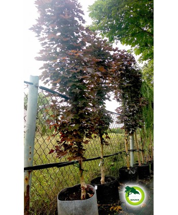 Klon pospolity "Crimson...