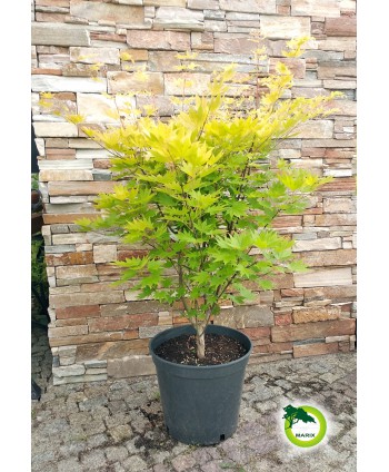 Klon palmowy shirasawanum...