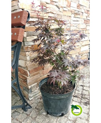 Klon palmowy "Pixie"