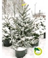 Świerk srebrny 100-120cm
