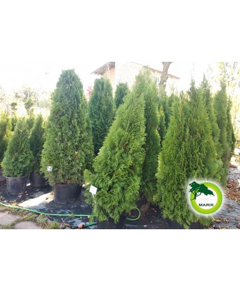 Thuja Smaragd