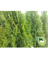 Thuja Smaragd