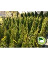 Thuja Smaragd