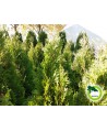 Thuja Smaragd