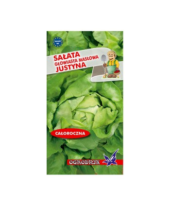 Sałata głowiasta masłowa...