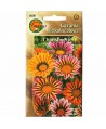 Gazania wielkokwiatowa Chansonette mix 0,5g