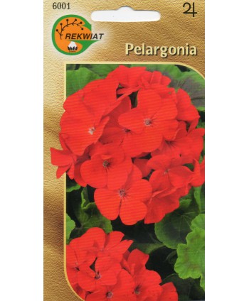 Pelargonia czerwona