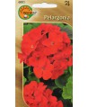 Pelargonia czerwona
