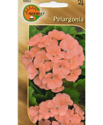 Pelargonia F2 łososiowa