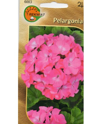 Pelargonia F2 różowa