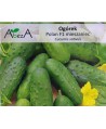Ogórek Polan F1 taśma 6m