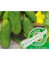 Ogórek Polan F1 taśma 6m