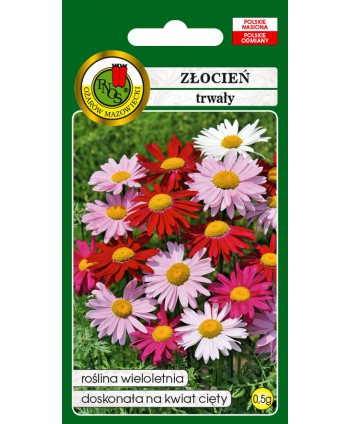 Złocień trwały Robinson mix...