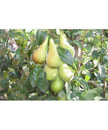 Grusza 'Konferencja' ~240 cm