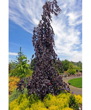 Fagus sylvatica Purple...