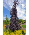 Fagus sylvatica Purple Fountain