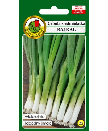 Cebula siedmiolatka Bajkal 2g